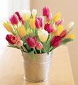 30 Stem Mixed Tulip Pail
