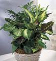 The FTD� Woodland Greens� Assortment