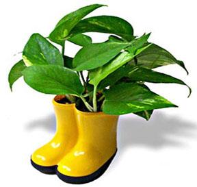Pothos 'N Boots