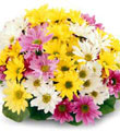 Mixed Daisy Bouquet - Wrapped